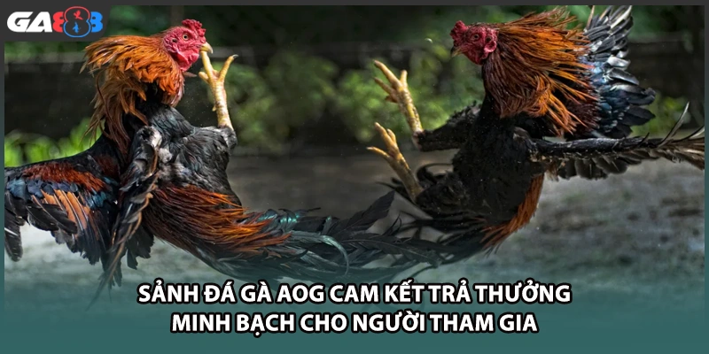 Sảnh đá gà AOG cam kết trả thưởng minh bạch cho người tham gia tại GA888
